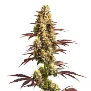 Plante de cannabis Super Boof Auto avec des bourgeons denses et givrées.