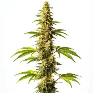 Super Critical avec bourgeons denses verts et pistils jaune vif.