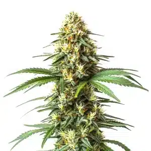 Sugar Haze Fast Version cannabis strain producing tall, sativa-style colas packed with resin. A sweet and energetic variety that flowers quickly, offering a potent cerebral high.