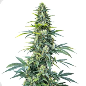 Plante de cannabis Super Silver Haze Auto élancée avec des bourgeons brillants.