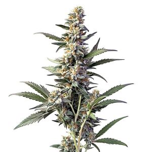 Plante de cannabis Sweet Afghan Delicious Autoflower F1 aux fleurs compactes et résineuses.