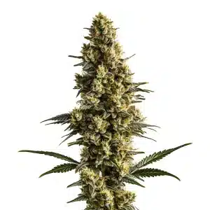 Plante de cannabis Sweet Tooth Auto avec des bourgeons colorés et résineux.