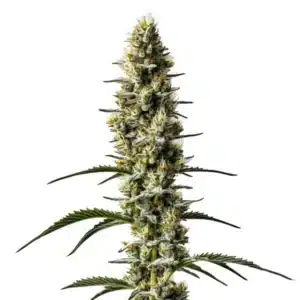 Close-up of Sweet Zombie Auto cannabis plant with dense purple buds and frosty trichomes.