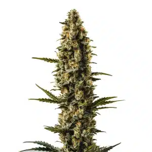 Sweety Auto cannabis plant with compact resinous buds and bright orange pistils.