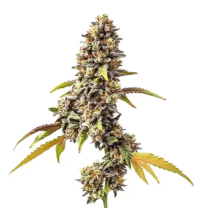 Tahoe OG Auto cannabis plant with tall structure and resin-drenched buds.