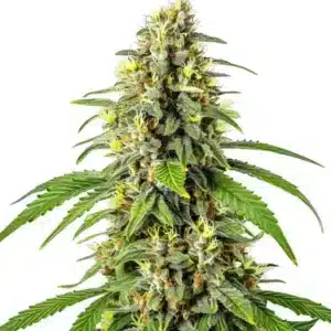 Tahoe OG Kush aux bourgeons verts givrées et pistils orange clair.