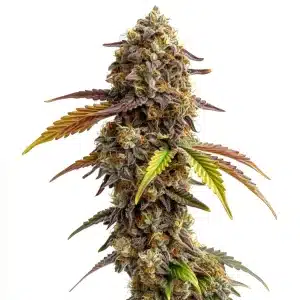 Tangie Purple Punch avec fleurs violettes et pistils orange éclatants.