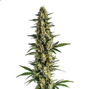 Triple XL Auto cannabis plant with massive central cola and abundant trichomes.