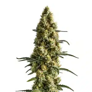 Plante de cannabis Tropi BCN x Pineapple Sherbet Regular avec des têtes givrées et des teintes tropicales
