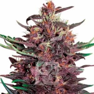 Tropicana Cherry Cannabis Extraction, fleur de cannabis dense avec teintes violettes, trichomes lumineux et pistils orangés.