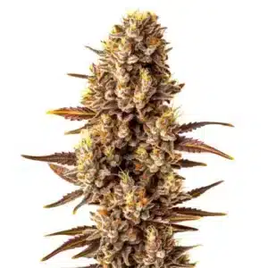 Tropicana Cookies Fast Version cannabis plant with purple hues