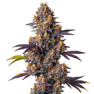 Tropicana Cookies Purple aux fleurs violettes et pistils orange clair.