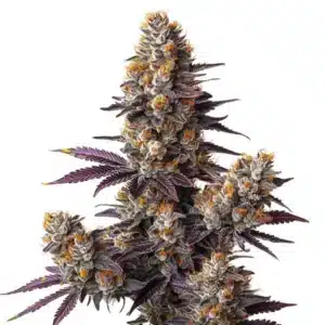Tropicana Cookies Purple Auto cannabis plant with striking purple buds and orange hairs.