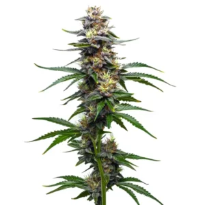 Vanilla Frosting aux fleurs vert clair couvertes de trichomes blancs.