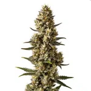 Velvet Lushers avec bourgeons violets brillants et pistils orange.
