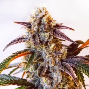 Watermelon Zkittlez aux fleurs compactes vert clair et pistils orange.