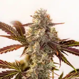 Watermelon Zkittlez Autoflower cannabis plant with resinous buds and tropical aroma.