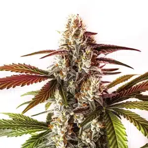 Watermelon Zkittlez Fast Version cannabis buds with fruity aroma