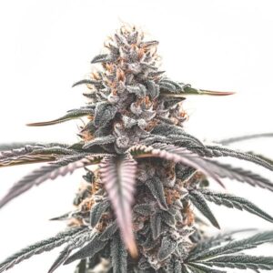 Wedding Cake cannabis bud with frosty trichomes and bright orange pistils