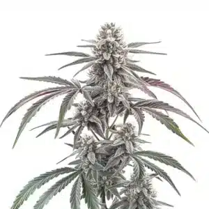 Plante de cannabis Wedding Cake Regular avec des fleurs givrées et des feuilles vertes cristallisées