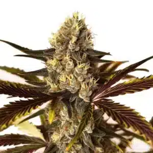 Wedding Cake x Do-Si-Dos cannabis plant with resinous green and purple buds