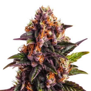 Wedding Cake x Forbidden Fruit, bourgeons de cannabis violets et verts avec pistils orange vif.