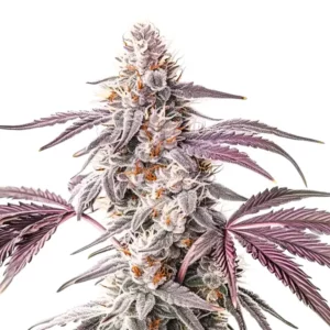 Wedding Crasher weed plant with tall resinous buds and purple accents