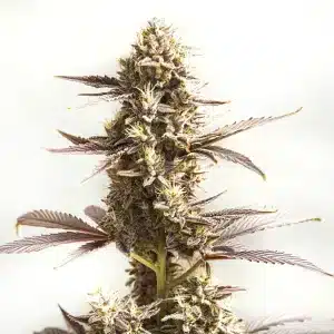 plante de cannabis Whiskey Zulu Autoflower aux feuilles pourpres