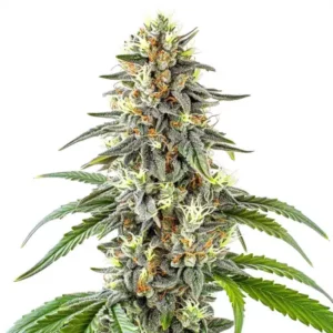 White Fire OG strain buds frosty with trichomes and fiery orange pistils