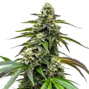 White LSD Auto cannabis strain with sparkling resinous buds and green leaves