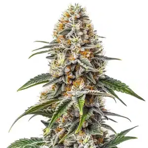 The White Russian cannabis strain features dense frosty buds with orange hairs and a strong, pungent aroma.