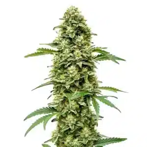 White Russian Fast Version cannabis plant covered in trichomes