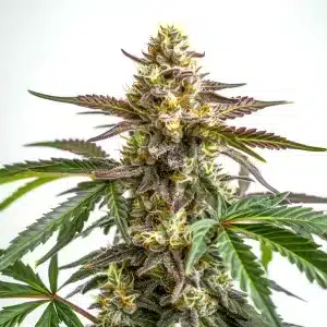 White Truffle weed buds with deep purple hues and thick resin coating