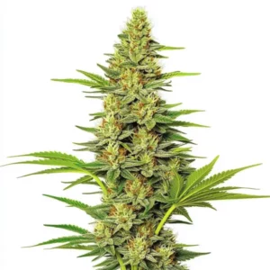 White Widow Fast Version marijuana plant with frosty buds