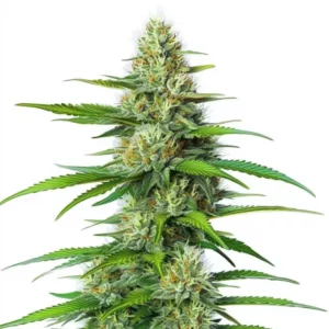 Plante de cannabis White Widow Regular avec des fleurs cristallisées et des feuilles vert vif