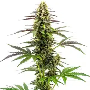 White Widow x AK47 Fast Version cannabis hybrid in bloom