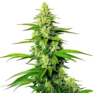 White Widow x California Snow Auto cannabis plant with frosty buds and tall cola