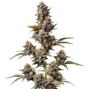 White Widow x Crystal Meth Auto strain with crystal-covered buds and hybrid structure
