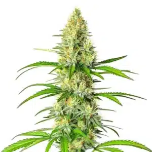 White Widow x Northern Lights cannabis plant with dense frosty buds and vibrant green leaves.