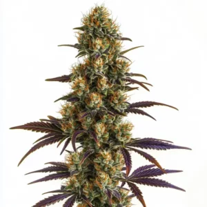 Wifi OG cannabis buds with frosty white trichomes and dark green leaves.