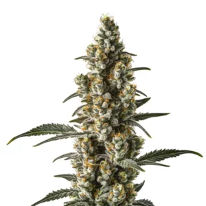 Wild Thailand Ryder cannabis plant with elongated colas and bright green foliage.
