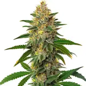 Willie Nelson cannabis plant with tall colas and resin-coated buds.