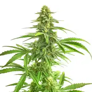 Wombat cannabis plant with dense buds and deep green leaves.