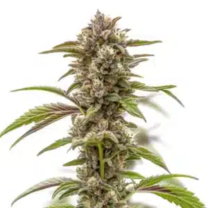 Wonkas Revenge cannabis bud with dense purple and green hues covered in trichomes.