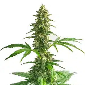 Yumbolt Auto cannabis strain with dense resin-coated flowers and dark green leaves