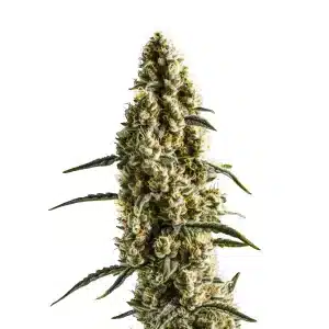 Yumbolt Banana cannabis flower with resinous buds and tropical appeal.