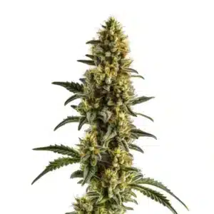 Yumbolt Banana Auto cannabis plant with frosty buds and yellow-green leaves