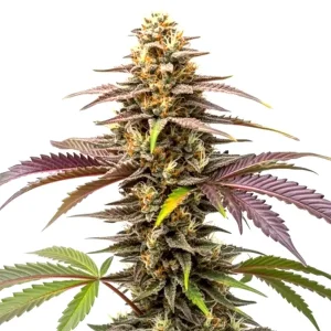 Z OG cannabis strain with vibrant green buds and sugary trichomes.