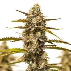 Plante de Z OG Grape Bubble Autoflower avec nuances violettes, têtes denses et pistils orange
