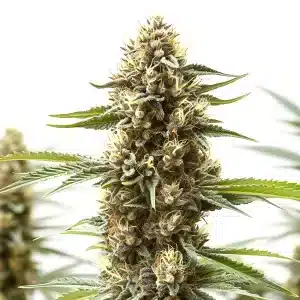Cola de cannabis Z OG x Gorilla Autoflower avec trichomes givrées et floraison vigoureuse